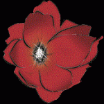 Designer Interiors, LLC