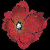 Designer Interiors, LLC