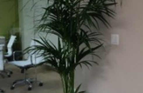 Office Spaces