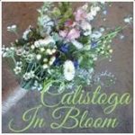 Calistoga In Bloom