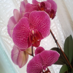 BarbaraMashburnInteriorDesign