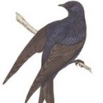 PurpleMartinInteriors